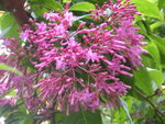 گوشواره